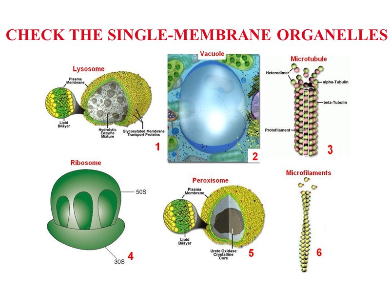 CHECK THE SINGLE-MEMBRANE ORGANELLES